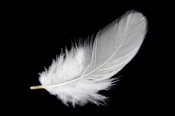 single white feather isolated on black background © Siwakorn1933