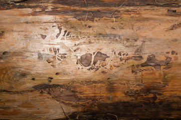 Fototapeta na wymiar Old wooden background. wood texture
