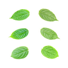 Fototapeta na wymiar collection green leaf isolated on white background