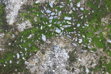 background texture: the surface of old concrete slab covered with moss or algae