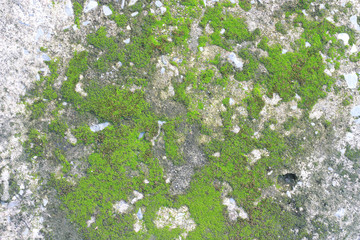 background texture: the surface of old concrete slab covered with moss or algae