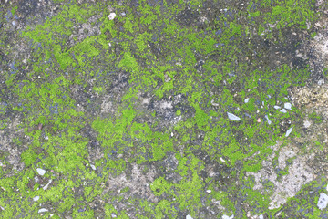 background texture: the surface of old concrete slab covered with moss or algae