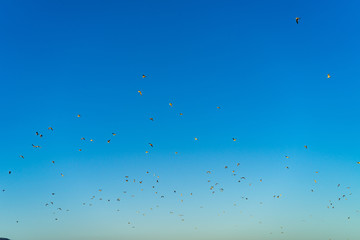 Birds fying in the air