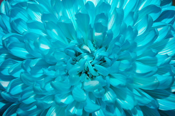 Blue chrysanthemum flower macro texture