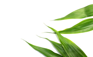 nature green leaves on white background
