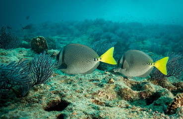 Naklejka na ściany i meble Coral reef fish from Sea of Cortez