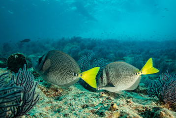 Naklejka na ściany i meble Coral reef fish from Sea of Cortez