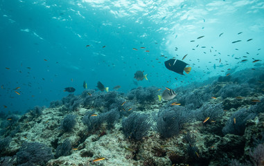 Fototapeta na wymiar Coral reef fish from Sea of Cortez