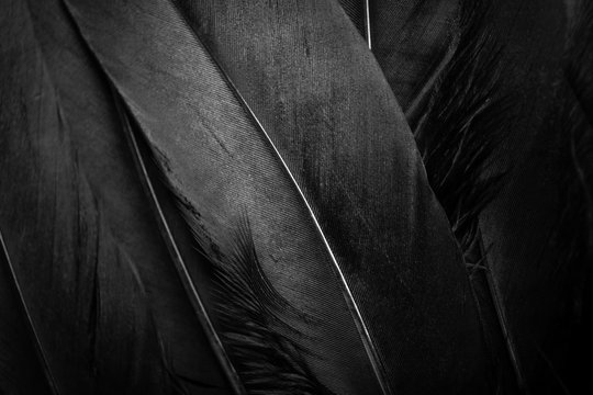 Black Feather Texture Background