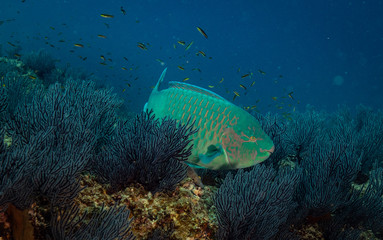 Fototapeta na wymiar Reef fish in the sea of Cortez