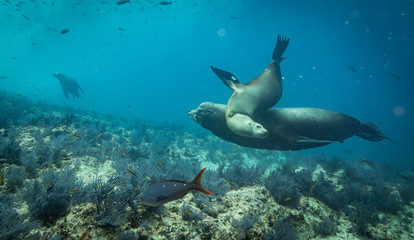 Fototapeta premium Sea lions in the clear blue of Sea of Cortze