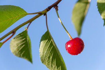 ripe cherry on a branch against the sky