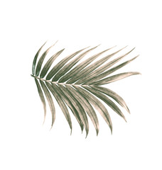 green leaf of palm tree isolated on white background
