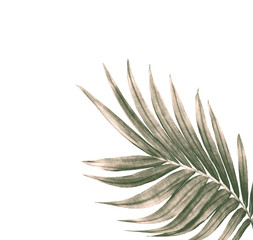 green leaf of palm tree isolated on white background