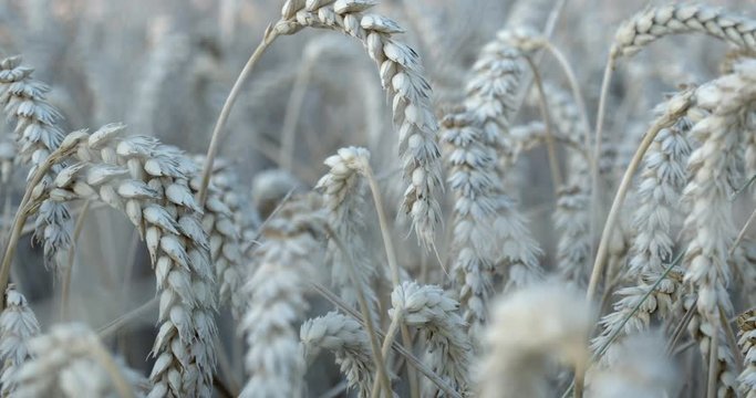 Close Up Focus shift on Wheat leaves moving in the Wind