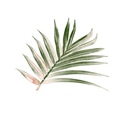 green leaf of palm tree isolated on white background