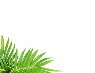green leaf of palm tree isolated on white background