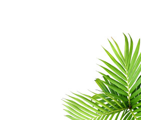 green leaf of palm tree isolated on white background