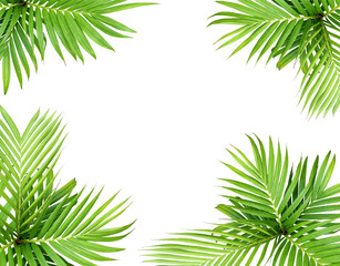 Naklejka na ściany i meble green leaf of palm tree isolated on white background