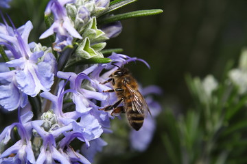 bee on flower