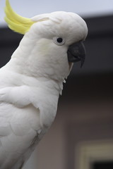 portrait of a parrot