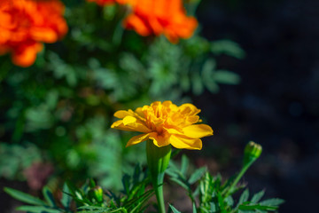 arigold orange flower on a flowerbed against a background of other red flowers and green vegetation on the street.  Top view of the front.