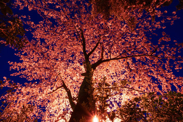 Sakura of  Castle