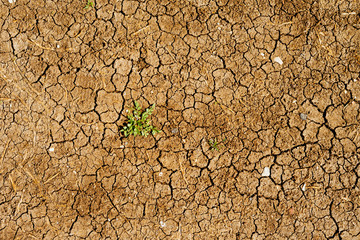 Dry ground with a weed growing