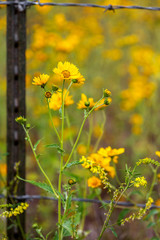Mexican Sunflowers Cross a Barb Wire Fence Closeup