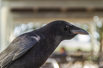 crow feeding