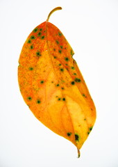 紅葉