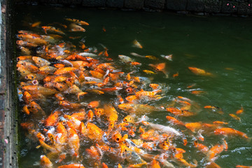 Obraz na płótnie Canvas Many koi fish in a pond, Vietnam.