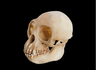Animal skull for study and compos design. Lateral view Monkey Skull isolated on a black background clipping path