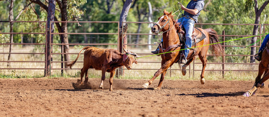 Australian Team Calf Roping At Country Rodeo