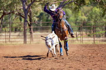 Australian Team Calf Roping At Country Rodeo