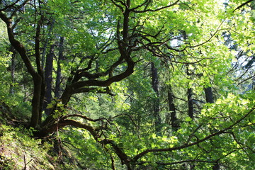 Twisty Tree Forest 1 