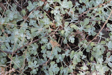 Close Up Plants