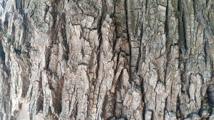 the bark of the tree is branched with patterns, it turned out an interesting texture
