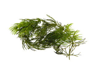 seaweed isolated on white background