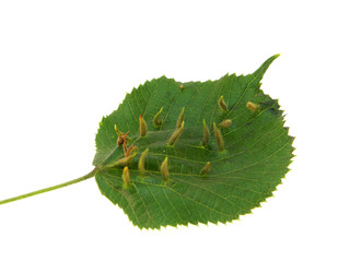 green leaf isolated on white background
