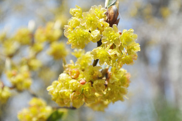 オオバクロモジ