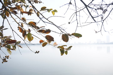 birds on branch