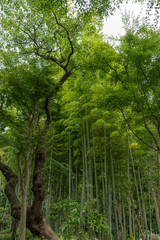 等々力渓谷の竹林と多種多様な木々