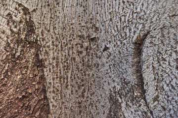 Texture of tree bark light gray closeup.