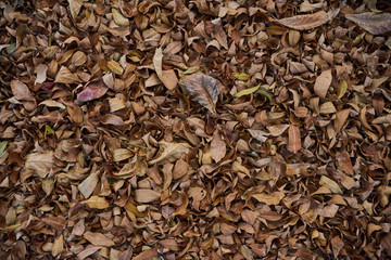 Fallen leaves on the ground, brown texture closeup.