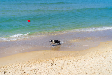 Dog playing on a beach catching a red frisbee