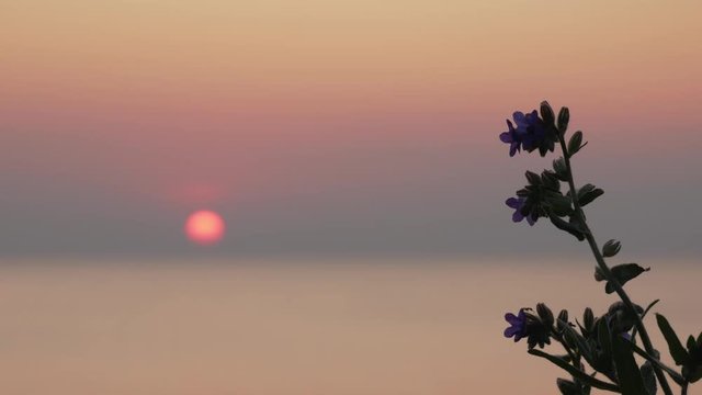 Single flower against sunset over calm sea, moth flying around flower, minimal shot