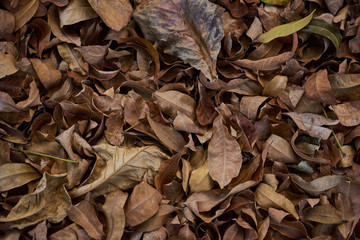Fallen leaves on the ground, brown texture closeup.