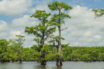 the horizontal photo of two tall cypress trees on the foreground and the cypress trees in a water of a lake on background. Caddo Lake state park, Texas.