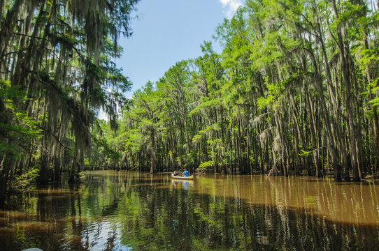 Horizontal picture of a parent with a kid rowing in a canoe on a lake with cypress trees in a water. Caddo Lake state park, Texas.